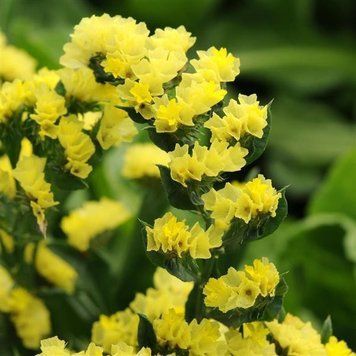 Статица(Кермек) Limonium Qis 1000 шт Pan American Yellow 1524610373 фото