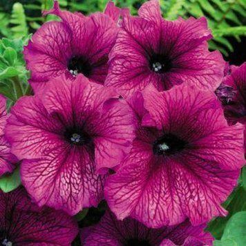 Насіння петунія Лімбо 1000 шт Hem Zaden Нідерланди Plum 1484532510 фото