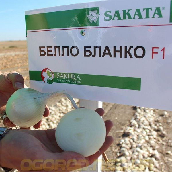 Белло Бланко F1 насіння цибулі Sakata Японія 200 шт 2385862337 фото