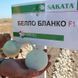 Белло Бланко F1 насіння цибулі Sakata Японія 200 шт 2385862337 фото 3