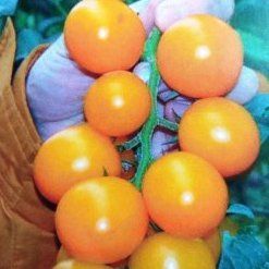 Несси(KS 1549 F1) томат коктейльный жёлтый Kitano Seeds 1000 шт 1007516370 фото