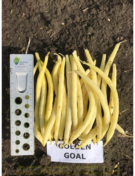 Голден Гол насіння квасолі спаржевої Pop Vriend Seeds США 5000 шт 5000_1681184385 фото