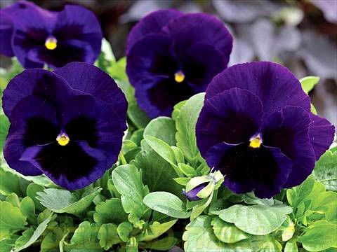 Виола Mammoth 10 шт Syngenta Голландия Deep Blue Dazzle 1055735502 фото