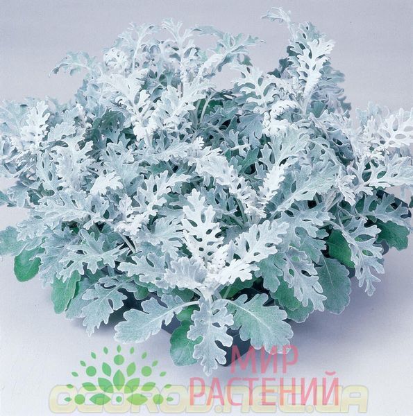 Цинерария Silverdust 500 шт Benary Германия 1236754745 фото