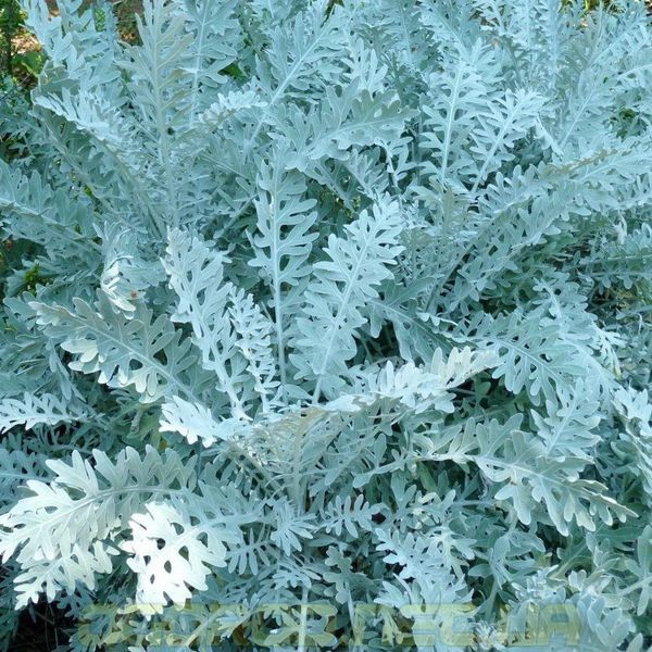 Цинерария Silverdust 500 шт Benary Германия 1236754745 фото