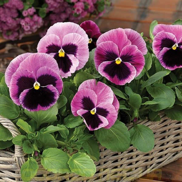 Виола Mammoth 10 шт Syngenta Голландия Pink Berry 2115893372 фото Виола Mammoth 10 шт Syngenta Голландия Pink Berry 2115893372 фото