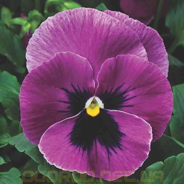 Виола Mammoth 10 шт Syngenta Голландия Pink Berry 2115893372 фото Виола Mammoth 10 шт Syngenta Голландия Pink Berry 2115893372 фото