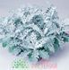 Цинерария Silverdust 500 шт Benary Германия 1236754745 фото 5