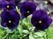 Виола Mammoth 10 шт Syngenta Голландия Deep Blue Dazzle 1055735502 фото 2