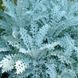 Цинерария Silverdust 500 шт Benary Германия 1236754745 фото 3