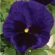 Виола Mammoth 10 шт Syngenta Голландия Deep Blue Dazzle 1055735502 фото 1
