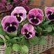 Виола Mammoth 10 шт Syngenta Голландия Pink Berry 2115893372 фото 2