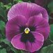 Виола Mammoth 10 шт Syngenta Голландия Pink Berry 2115893372 фото 1