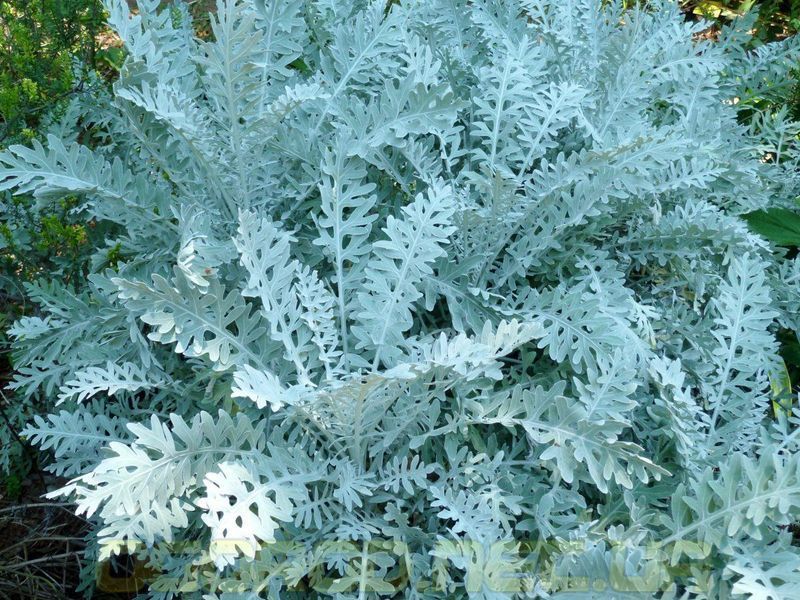 Цинерария Silverdust 500 шт Benary Германия 1236754745 фото