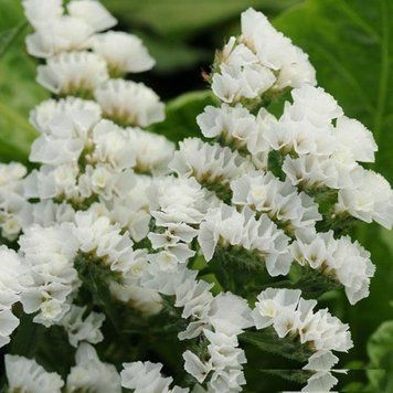 Статица(Кермек) Limonium Qis 1000 шт Pan American White 1514416962 фото
