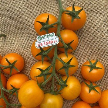 Несси(KS 1549 F1) 5 шт томат коктейльный жёлтый Kitano Seeds 1007517174 фото