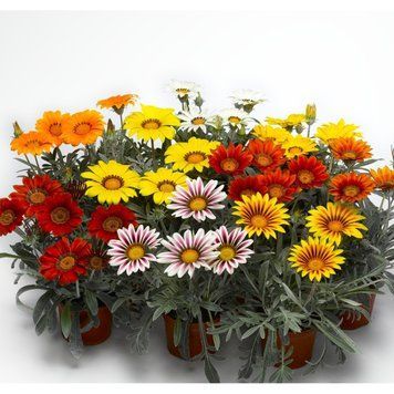 Семена газания 1000 шт Syngenta Mix, Frosty Kiss 1236065490 фото