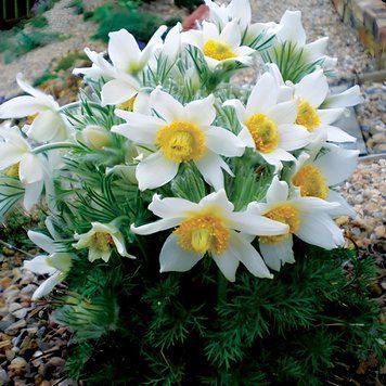 Простріл (сон-трава) Pinwheel 10 шт насіння Syngenta, Голландія White 19906308-wh-10 фото
