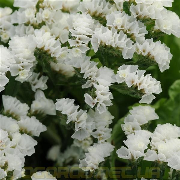 Статица(Кермек) Limonium Qis 1000 шт Pan American White 1514416962 фото
