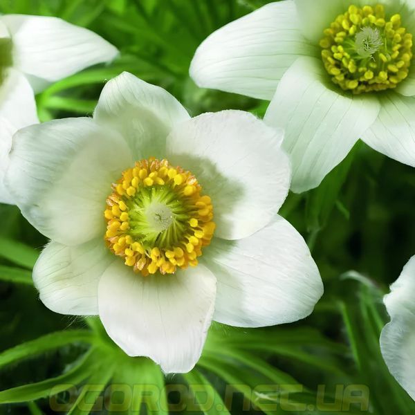 Прострел (сон-трава) Pinwheel 10 шт семена Syngenta, Голландия White 19906308-wh-10 фото