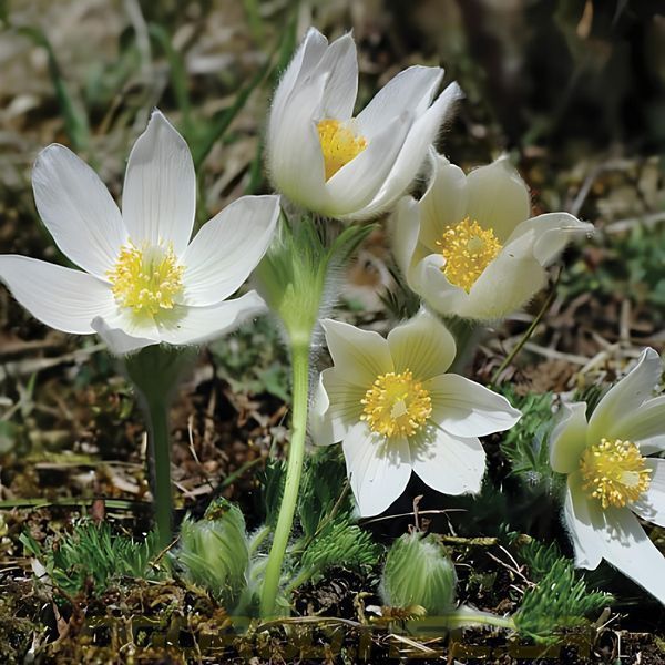 Прострел (сон-трава) Pinwheel 10 шт семена Syngenta, Голландия White 19906308-wh-10 фото