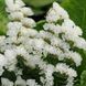 Статица(Кермек) Limonium Qis 1000 шт Pan American White 1514416962 фото 1