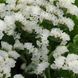 Статица(Кермек) Limonium Qis 1000 шт Pan American White 1514416962 фото 2