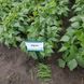 Ягуар насіння квасолі спаржевої Pop Vriend Seeds США 5000 шт 5000_1681187928 фото 3