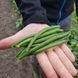 Ягуар насіння квасолі спаржевої Pop Vriend Seeds США 5000 шт 5000_1681187928 фото 1