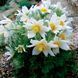 Прострел (сон-трава) Pinwheel 10 шт семена Syngenta, Голландия White 19906308-wh-10 фото 1