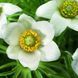 Прострел (сон-трава) Pinwheel 10 шт семена Syngenta, Голландия White 19906308-wh-10 фото 5