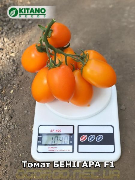 Бенигара(KS 1430 F1) сливка жёлтая высокорослая Kitano Голландия 500 шт 1108975284 фото