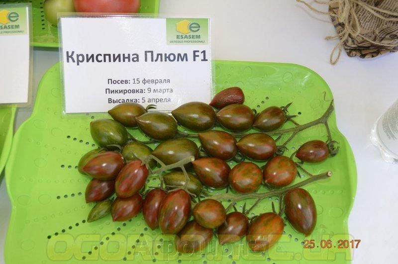 Кріспина Плюм 250 шт насіння томата тигрового високорослого Esasem Італія 1084170206 фото