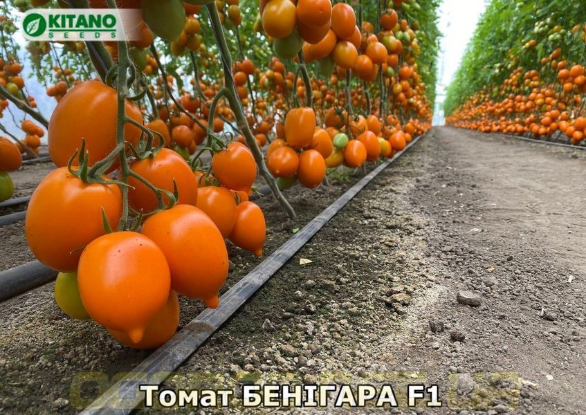 Бенигара(KS 1430 F1) сливка жёлтая высокорослая Kitano Голландия 500 шт 1108975284 фото