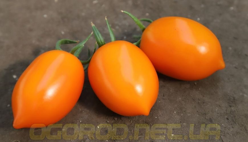 Бенигара(KS 1430 F1) сливка жёлтая высокорослая Kitano Голландия 500 шт 1108975284 фото
