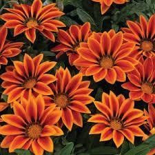 Семена газании Big Kiss 10 шт Syngenta Голландия Orange Flame 1262924341 фото