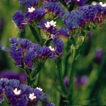 Статица(Кермек) Limonium Qis 1000 шт Pan American Dark Blue 1514420585 фото
