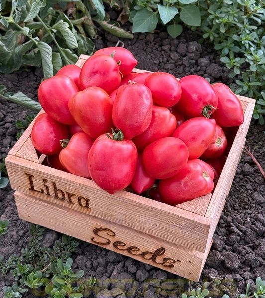 Пинк Крос F1 семена томата Libra Seeds, Италия 1000 шт pi-kr-ls-1000 фото