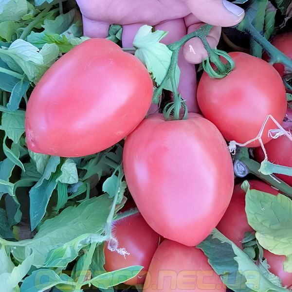 Пинк Крос F1 семена томата Libra Seeds, Италия 1000 шт pi-kr-ls-1000 фото