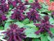 Сальвия Hem Genetics Голландия 1000 шт Reddy Purple 2033296628 фото 2