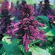 Сальвия Hem Genetics Голландия 1000 шт Reddy Purple 2033296628 фото 1