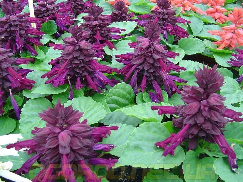 Сальвия Hem Genetics Голландия 1000 шт Reddy Purple 2033296628 фото