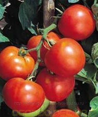 Мелодія F1 насіння томата Seminis Голландія 250 шт. 1514457327 фото