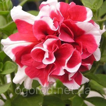 Семена петунии поштучно 10 шт, махровая Пируэт Red Picotte 1270169515 фото