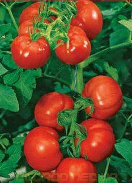 Мелодія F1 насіння томата Seminis Голландія 250 шт. 1514457327 фото