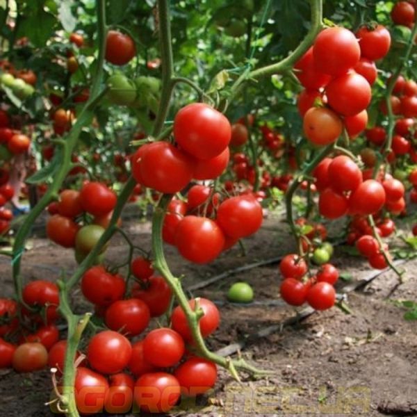 Мелодія F1 насіння томата Seminis Голландія 250 шт. 1514457327 фото