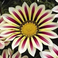 Семена газании Big Kiss 10 шт Syngenta Голландия White Flame 1262924998 фото