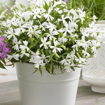Смолёвка Silky 10 шт семена Hem Genetics, Голландия White silene-w фото