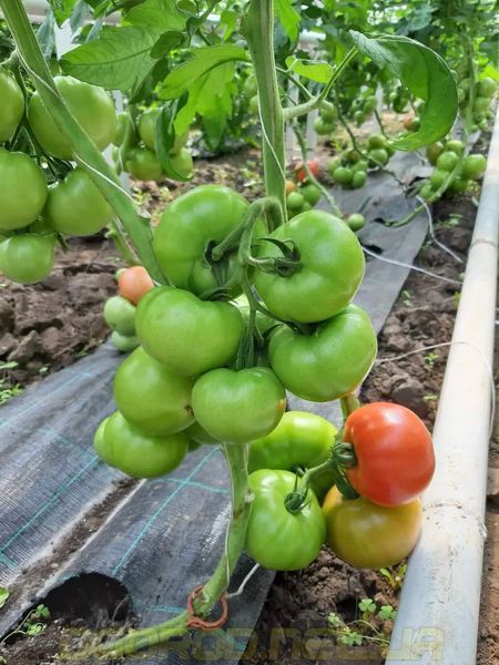 Сим-Сим F1 семена томата Libra Seeds, Италия 250 шт sim-ls-250 фото