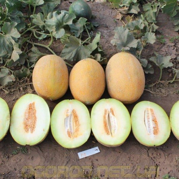 Фландер F1 насіння дині Syngenta Голландія 500 шт 2387243290 фото